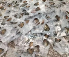 Жемчужница. - 3