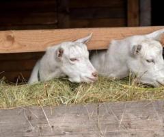 Реализация коз молочного направления. - 2