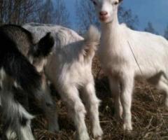 Реализация коз молочного направления. - 3