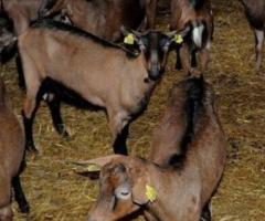 Реализация коз молочного направления. - 4