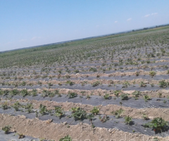 Агрономическое сопровождение. - 2