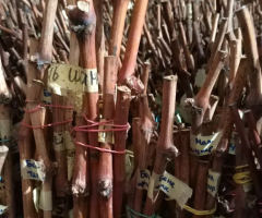 Агрономическое сопровождение. - 3