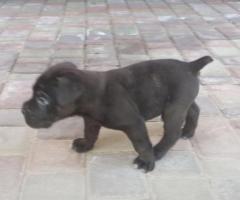 Щенки итальянского мастифа " Кане-корсо" - 2