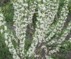 Саженец вишни желтой. ВПП-Вишня песчаная пирамидальная, желтая. - 2