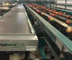 Линия сортировки, калибровки яблок - MAF roda 4 - 2