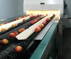 Линия сортировки, калибровки яблок - MAF roda 4 - 3