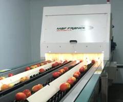 Линия сортировки, калибровки яблок - MAF roda 4 - 4