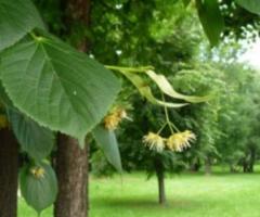 Семена липы мелколистной (Tília cordáta). РСТ Россия - 2