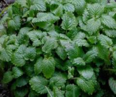 Семена "Мелисса лекарственная". РСТ Россия - 2