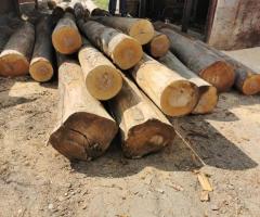 Круглый лес бука, дуба, ясеня, 1; 2 сорта. - 2