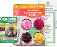 Королевские розы - 2