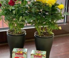 Королевские розы - 3