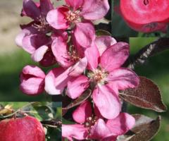 Саженцы яблони "Цирцея" (красная мякоть). Крым - 2