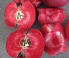 Саженцы яблони "Цирцея" (красная мякоть). Крым - 3