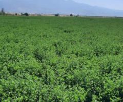 Семена люцерны "Джеа Будучиня". Кыргызская Республика - 3