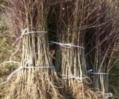 Подвой "Жердель". Россия - 2