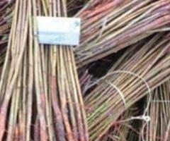 Подвой "Алыча". Россия - 2