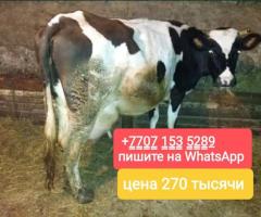 Продам корову молочную