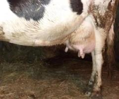 Продам корову молочную - 2
