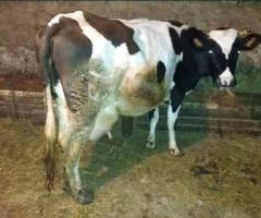 Продам корову молочную - 3