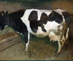 Продам корову молочную - 4