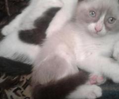 Котята