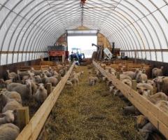Қой бордақылау онлайн курстарын бастаушыларға арнап жүргіземін
